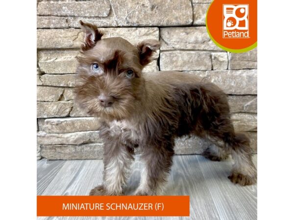 Miniature Schnauzer – 729