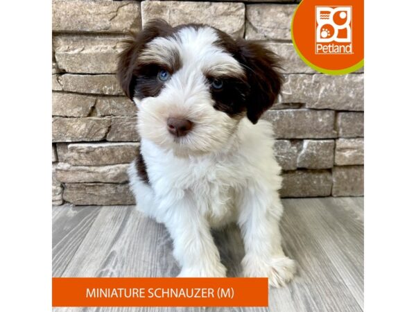 Miniature Schnauzer – 724