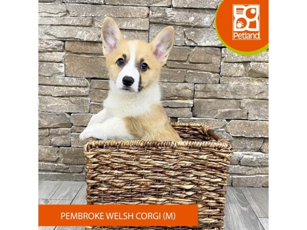 Pembroke Welsh Corgi – 728