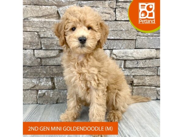 Goldendoodle – 747