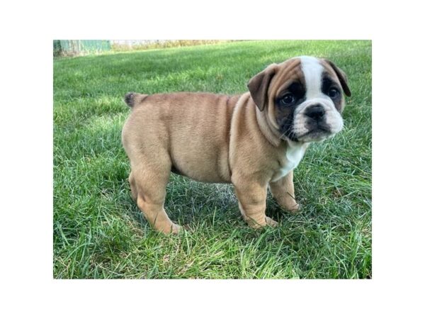 Olde Bulldog – 757