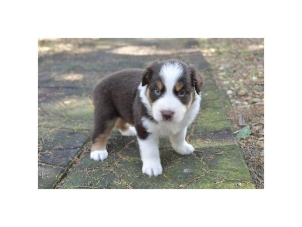 Australian Shepherd – 758