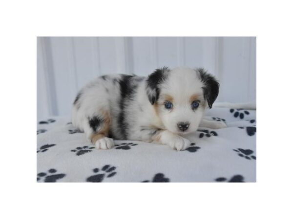 Miniature Australian Shepherd – 759