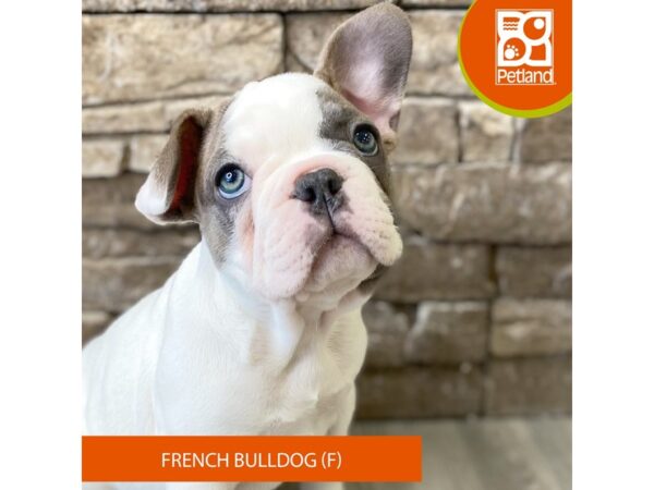 French Bulldog – 782