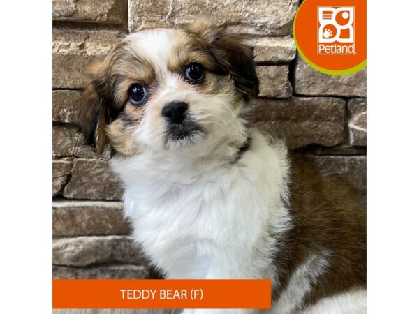 Teddy Bear – 794
