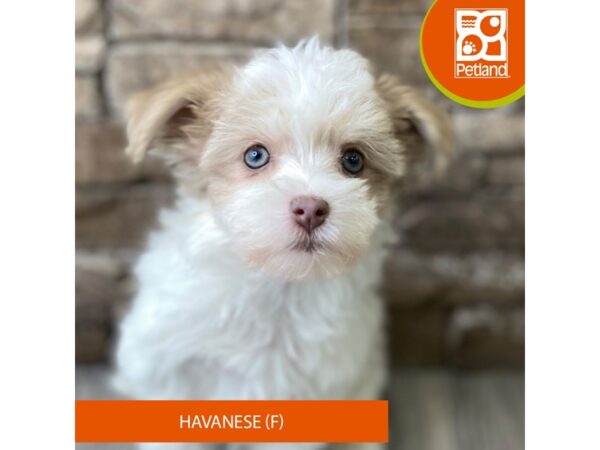 Havanese – 790