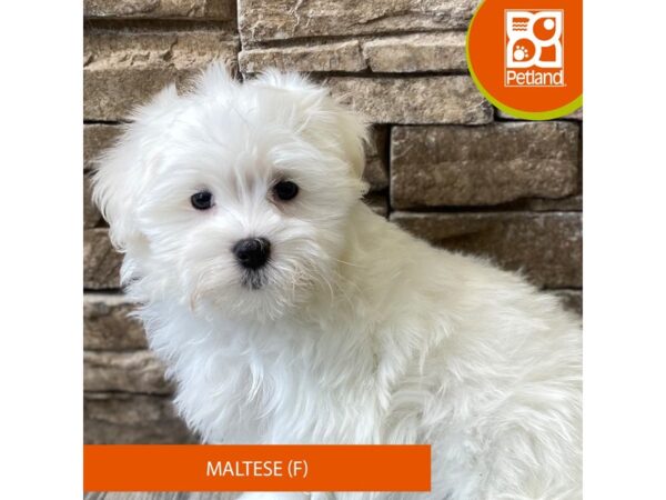 Maltese – 789