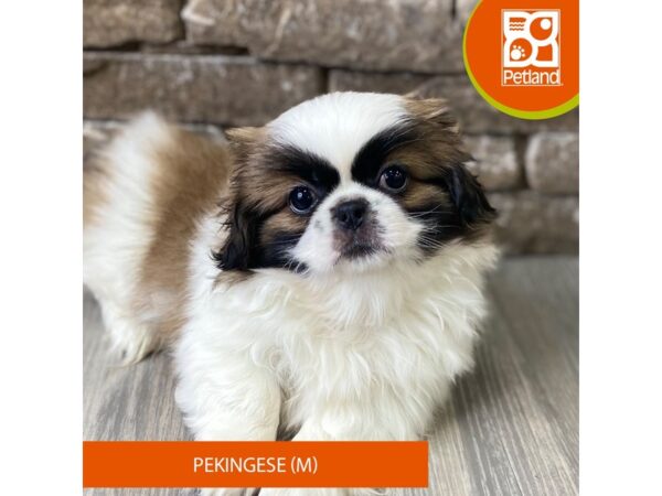 Pekingese – 788