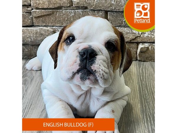 English Bulldog – 786