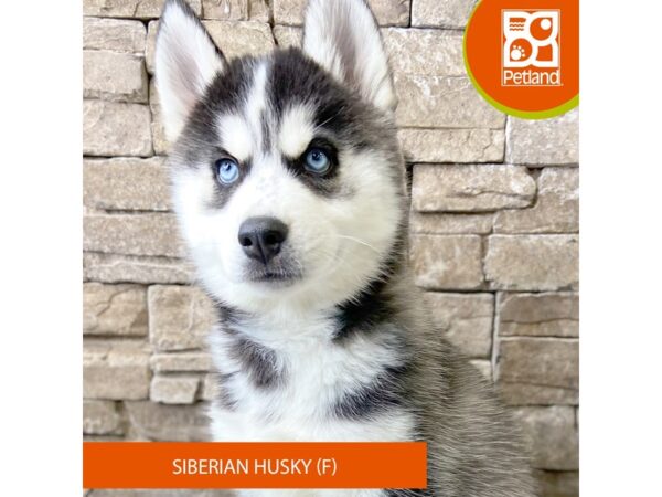 Siberian Husky – 800