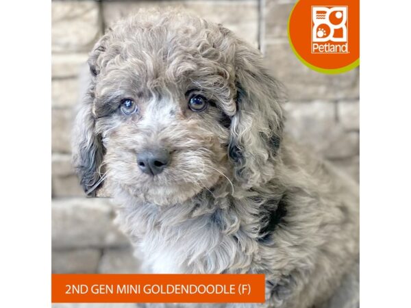 Goldendoodle Mini 2nd Gen – 799