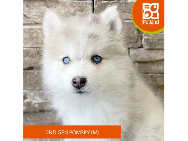 Pomsky 2nd Gen – 798