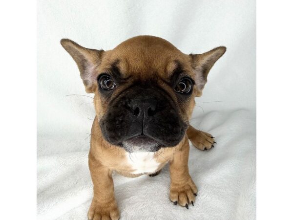 French Bulldog – 1433