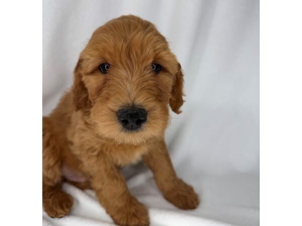 Goldendoodle – 1444