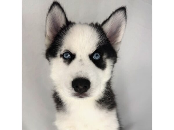 Siberian Husky – 1445