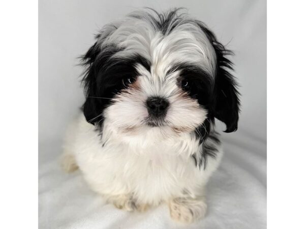 Shih Tzu – 1448