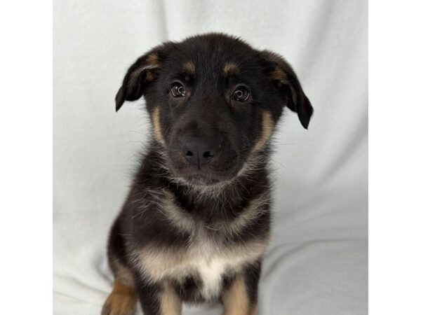 German Shepherd Dog – 1465