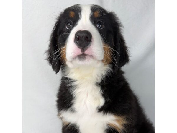 Bernese Mountain Dog – 1464