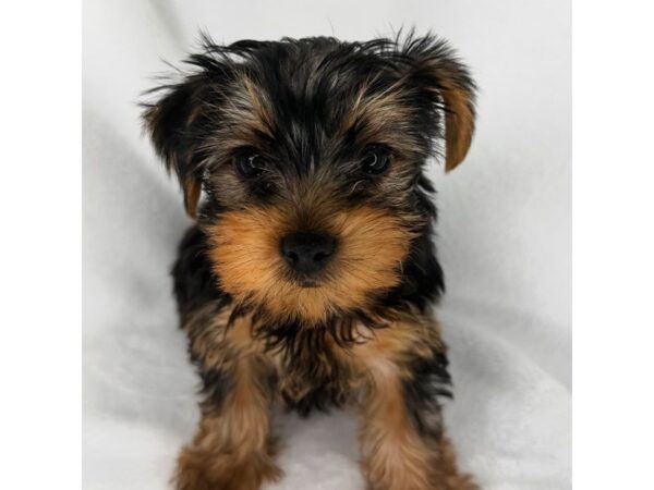 Yorkshire Terrier – 1466