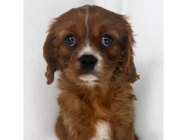 Cavalier King Charles Spaniel – 1470